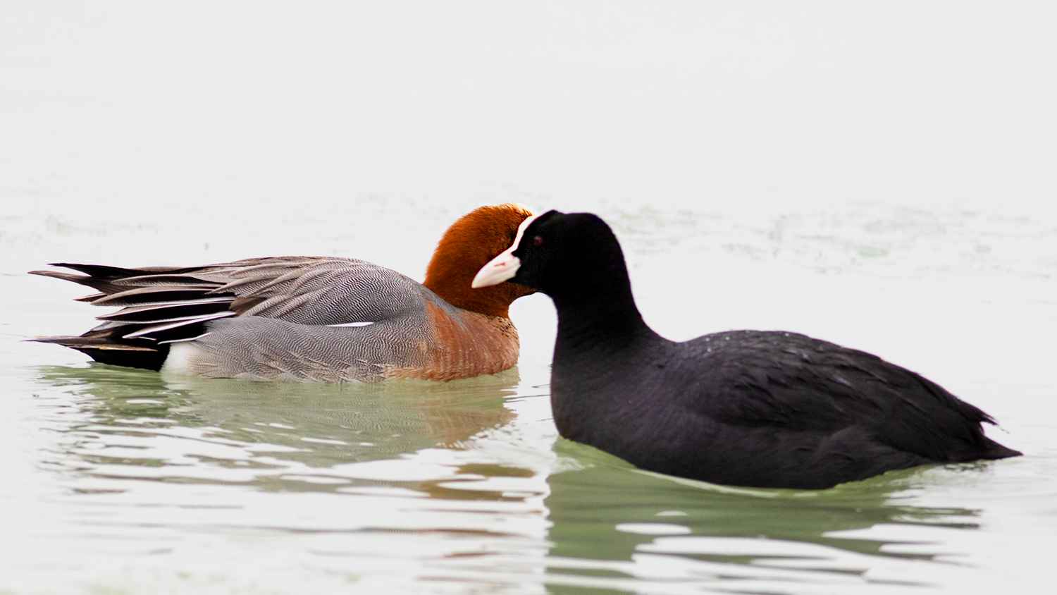 Eurasian Coot